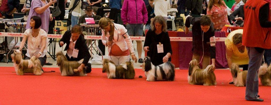 Shih Tzu Danmark